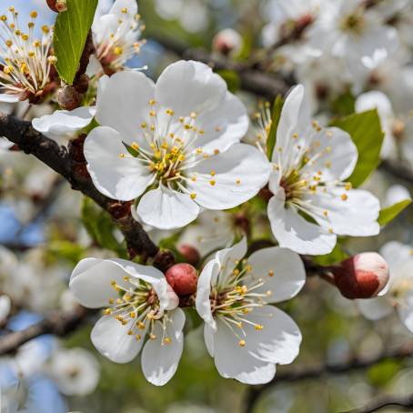 Spring White Cherry Flowers Nature Fresh Bloom