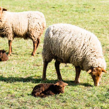 Springs Newest Arrivals Lambs with Their Caring Mothers