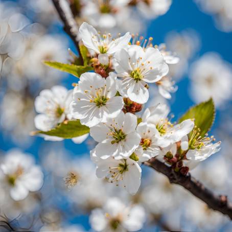 Springs White Cherry Flowers Blooming Beauty