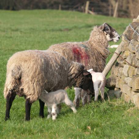 Springtime Bond New Lambs with Their Protective Mothers