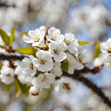 Springtime Cherry Flowers White Blossoms in Bloom