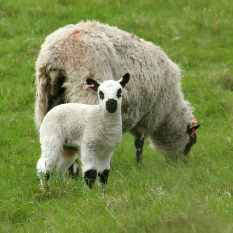 Springtime Harmony New Lambs with Their Protective Mothers