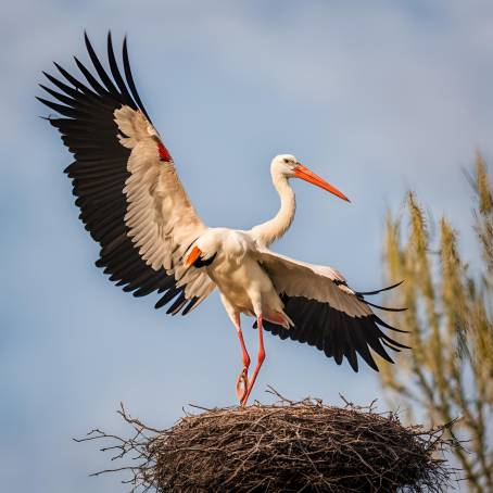 Springtime White Stork with Twig in Beak Heading to Nest Beautiful Bird Nest Building