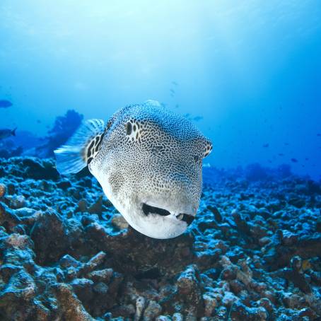 Star Puffer Fish at Dive Site House Reef