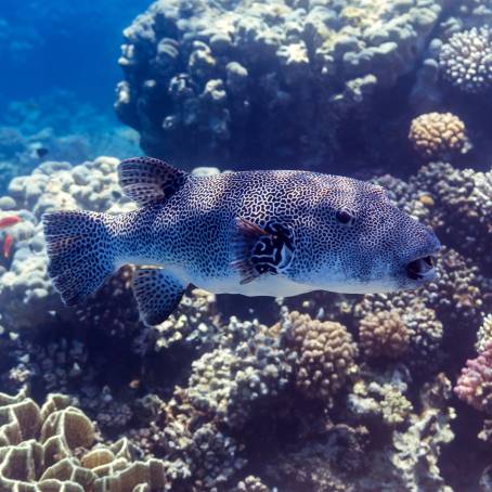 Star Puffer Portrait at Dive Site House Reef