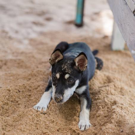 Stray Dog on Sand Beach in Thailand Looking at Camera in Morning Light