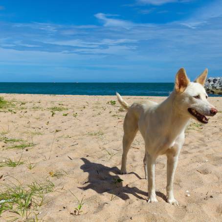 Stray Dog on Sandy Beach in Thailand, Looking at Camera in Morning Light