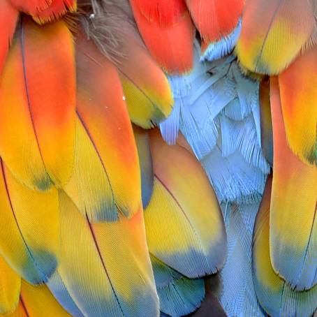 Striking Multicolored Feather Close Up with Vivid Yellow Tip Accents