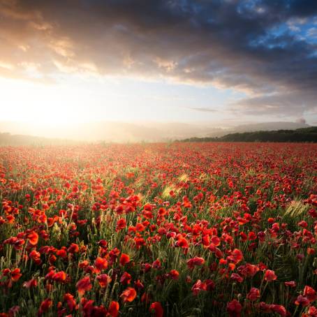 Striking Red Poppy Against a Canvas of Blooming Poppies