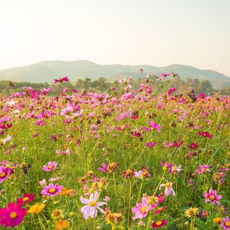 Stunning Cosmos Flower Field A Beautiful Display of Natures Vibrant Colors