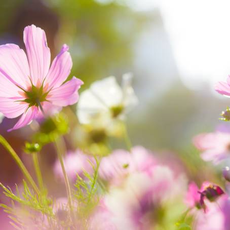 Stunning Cosmos Flower Field A Landscape Filled with Natural Beauty and Vibrant Colors