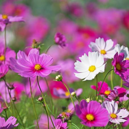 Stunning Cosmos Flower Field A Scenic Landscape of Natures Blooming Beauty