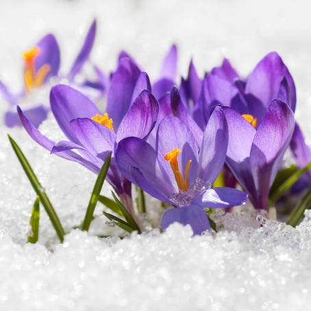 Stunning Crocus Flowers Radiating Sunshine