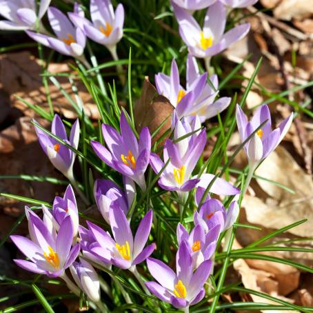 Stunning Crocus Flowers Under the Bright Sun