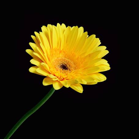 Stunning Pink Gerbera Daisy Against Black Background