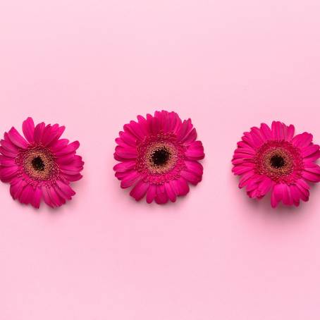 Stunning Pink Gerbera Daisy on  Canvas Background