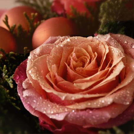 Stunning Pink Rose with Dew Drops A Captivating Floral Portrait