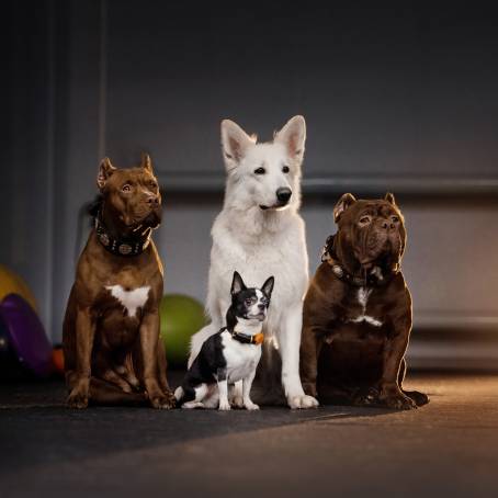 Stunning Purebred Dogs Showcased in Professional Studio Photos