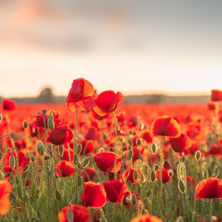 Stunning Red Poppy Against a Vibrant Poppy Landscape