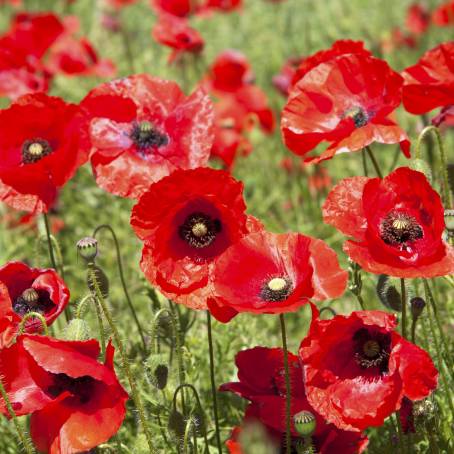 Stunning Red Poppy Isolated in a Lush Poppy Field