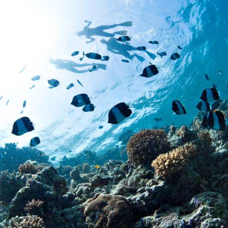 Stunning Underwater Coral Reef with Tropical Fish in Maldives Waters