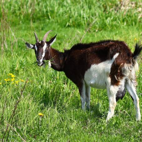 Summer Farm Field with Goat Grazing Grandfathers Green Grass and Open Meadow