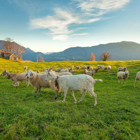 Summer Farm Scene Goat Grazing on Green Grass with Grandfather in Open Meadow