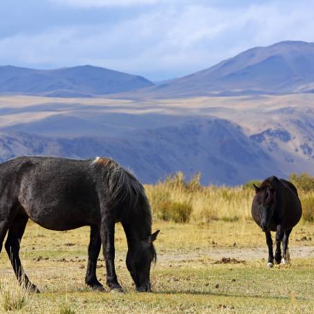 Summer Grazing Horses by Stream in Dornod Province