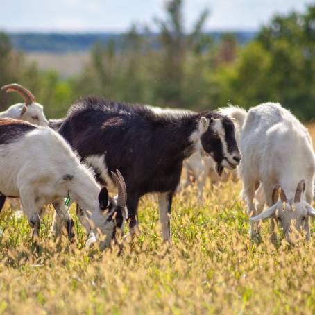 Summer Scene of Goat Grazing in Green Meadow Grandfathers Farm Field and Open Space