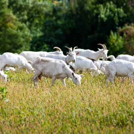 Summer Scene of Goat Grazing on Green Field Grandfather Farm Life in Open Meadow