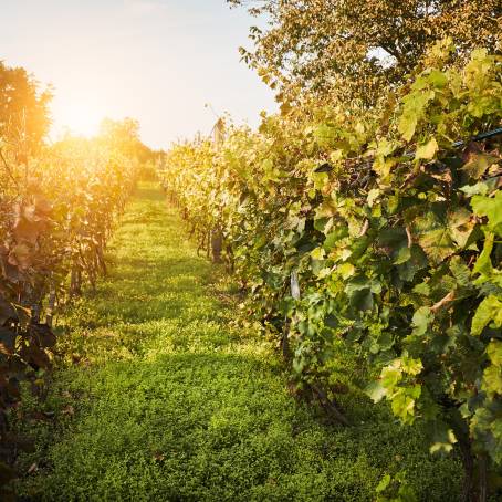 Summer vineyard hills, lush with grapevines ready for wine crafting.