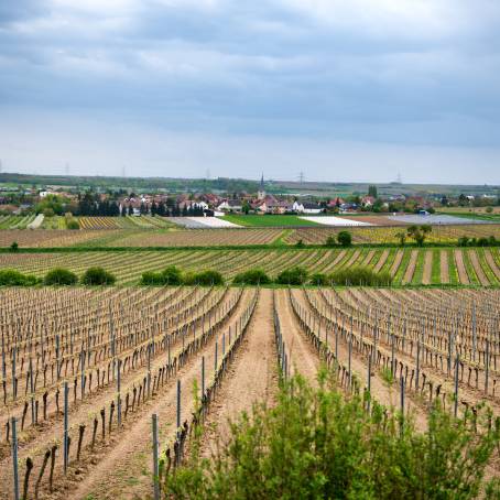 Summer vineyard hills with sunlit rows, growing grapes for wine harvest.