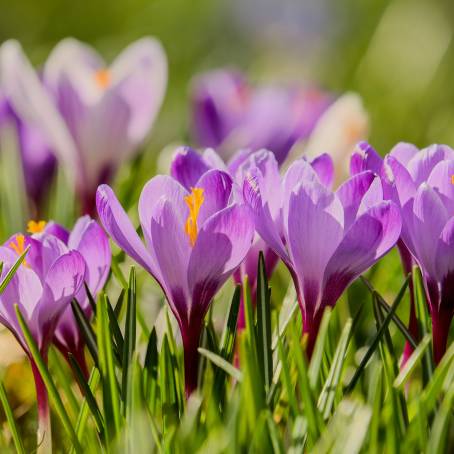 Sun Kissed Colorful Crocus Flowers in Bloom