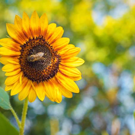 Sunflower Macro Bee CloseUp with Vibrant Colors