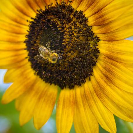 Sunflower Macro with Bee Detailed Nature CloseUp