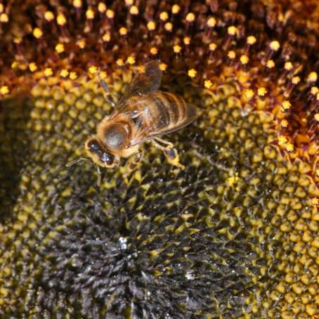 Sunflower Petal with Bee Detailed Macro View