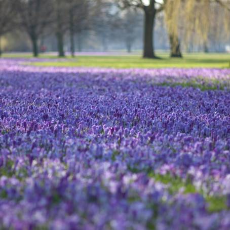 Sunlit Colorful Crocus Flowers in Full Bloom