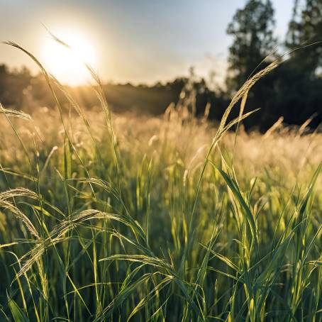 Sunlit Grass in a Field A Serene Scene with Golden Sunlight