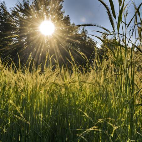 Sunshine Illuminating Tall Grass in a Peaceful Field of Green