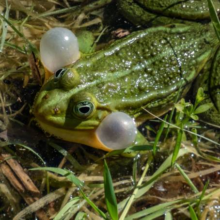 Taiwan Frog Vocal Sac in Courtship Display