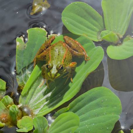 Taiwan Green Tree Frog Inflated Vocal Sac Display