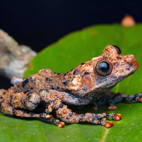 Taiwan Green Tree Frogs Vocal Sac Display