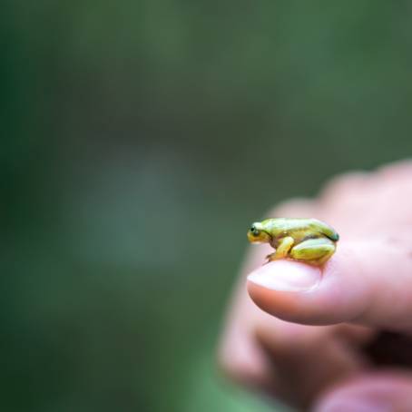 Taiwans Rhacophorus arvalis in Courtship Ritual