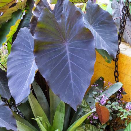 Taro Colocasia Esculenta with Purple Leaves and Garden Waterfall Elephant Ear Plant