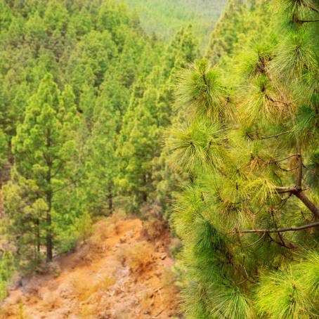 Teide Park Pines Tenerife Canary Islands Panorama