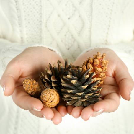 Textured Pine Cones Close Up