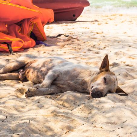 Thailand Beach Morning with Homeless Dog Looking at Camera on Sand