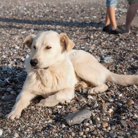 Thailand Beach Morning with Stray Dog Looking at Camera on Sand