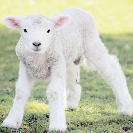 The Arrival of Spring Newborn Lambs in Green Meadows