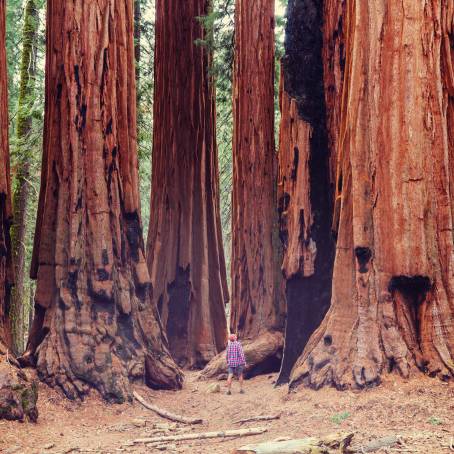 The Breathtaking Beauty of Giant Sequoias